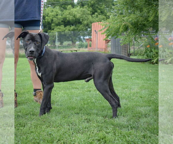 Medium Photo #4 American Staffordshire Terrier-Unknown Mix Puppy For Sale in Huntley, IL, USA