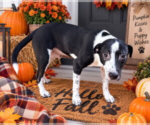Beagle-Unknown Mix Dogs for adoption in Southbury, CT, USA