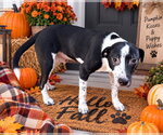Baloo - Male Beagle-Unknown Mix Dog for Adoption - Small photo