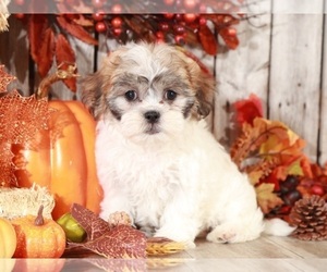 Zuchon Puppy for sale in MOUNT VERNON, OH, USA