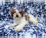 Small #1 Poodle (Miniature)