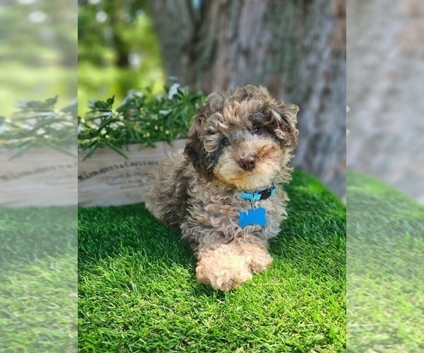 Medium Photo #4 Poodle (Toy) Puppy For Sale in INDIANAPOLIS, IN, USA