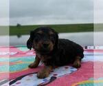 Small Photo #8 Dachshund Puppy For Sale in LOOGOOTEE, IN, USA
