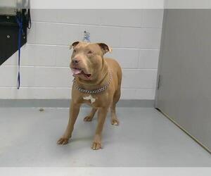 American Pit Bull Terrier Dogs for adoption in St. Cloud, FL, USA