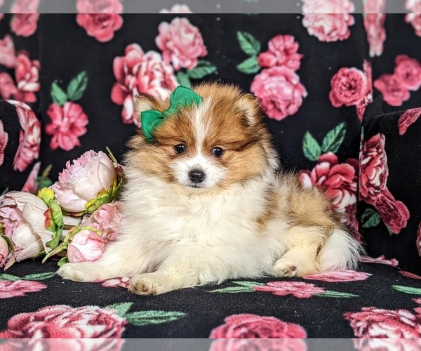 Medium Photo #4 Pomeranian Puppy For Sale in CHRISTIANA, PA, USA
