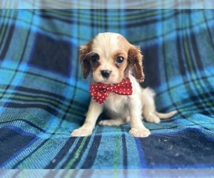 Cavalier King Charles Spaniel Puppy for sale in LAKELAND, FL, USA