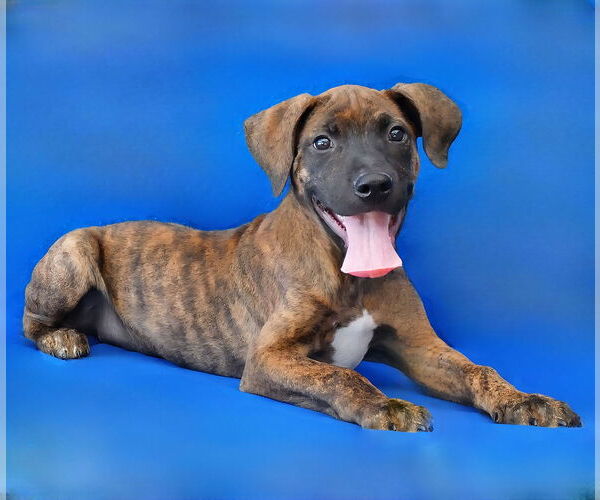 Medium Photo #1 American Pit Bull Terrier Puppy For Sale in Pasadena, CA, USA