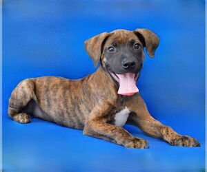 American Pit Bull Terrier Dogs for adoption in Pasadena, CA, USA