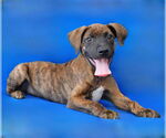 Small American Pit Bull Terrier
