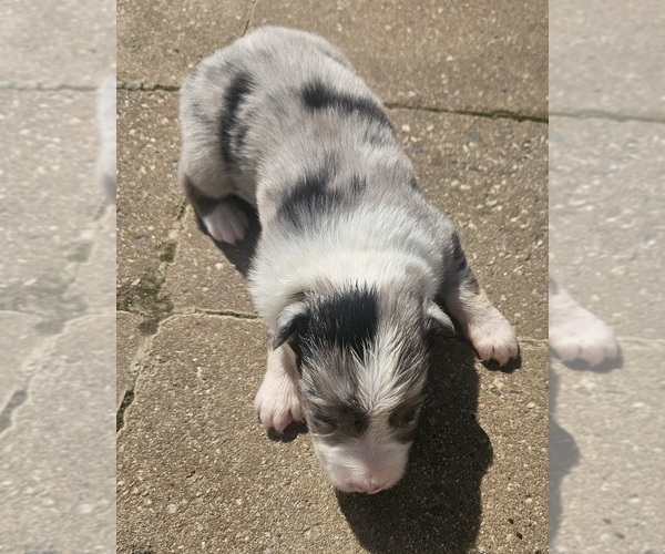 Medium Photo #8 Australian Shepherd Puppy For Sale in NELSON, VA, USA