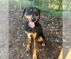 Rottweiler-Unknown Mix Dogs for adoption in Denver, CO, USA