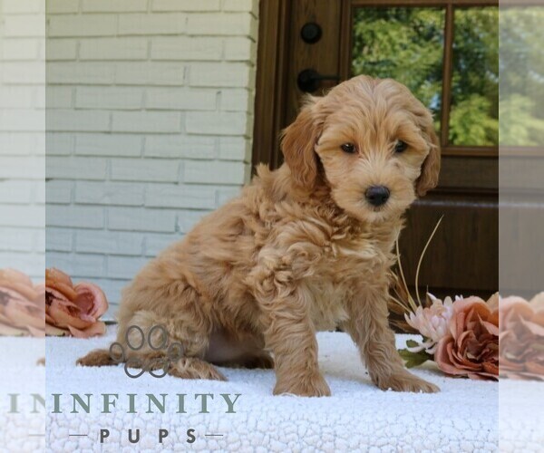 Medium Photo #3 Goldendoodle (Miniature) Puppy For Sale in NARVON, PA, USA