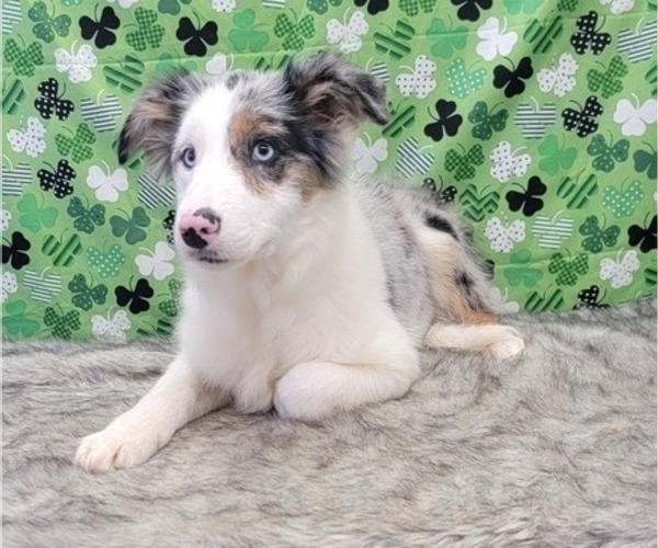 Medium Photo #7 Border Collie Puppy For Sale in BLAKESBURG, IA, USA