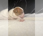 Small Photo #52 Boston Terrier Puppy For Sale in TULARE, CA, USA