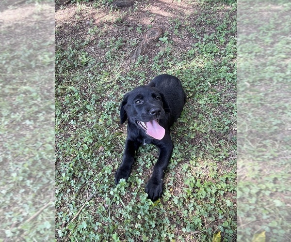 Medium Photo #2 Lab-Pointer Puppy For Sale in PELZER, SC, USA