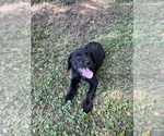Small #1 Lab-Pointer