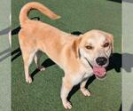 Small #3 Golden Labrador