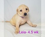 Puppy 2 Labrador Retriever