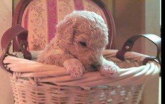 Labradoodle Puppy for sale in REDMOND, OR, USA