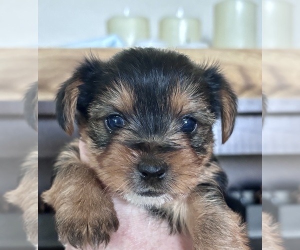 Medium Photo #2 Yorkshire Terrier Puppy For Sale in MARICOPA, AZ, USA