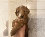 Small Photo #6 Goldendoodle (Miniature) Puppy For Sale in JENKS, OK, USA