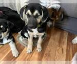 Small Photo #14 Beagle-Siberian Husky Mix Puppy For Sale in SPRINGFIELD, OR, USA