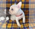 Small #10 Faux Frenchbo Bulldog