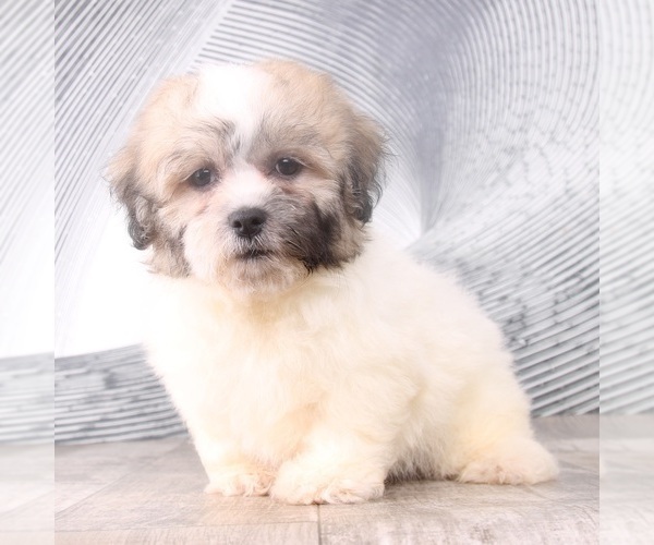 Medium Photo #1 Zuchon Puppy For Sale in WESTPOINT, IN, USA