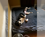 Small #1 Mutt