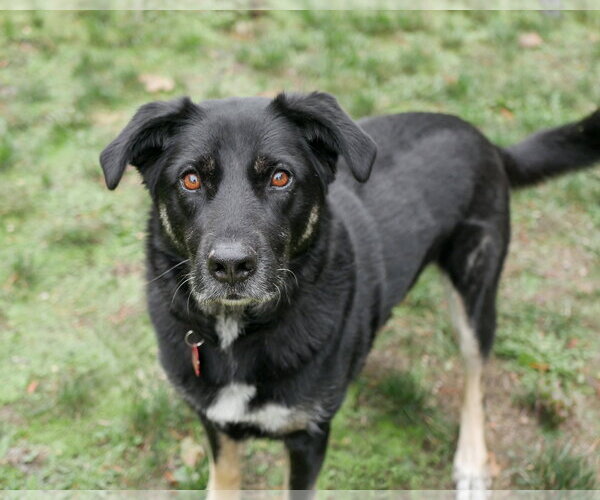 Medium Photo #1 Australian Shepherd-German Shepherd Dog Mix Puppy For Sale in Sequim, WA, USA