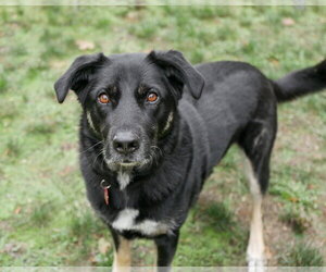 Australian Shepherd-German Shepherd Dog Mix Dogs for adoption in Sequim, WA, USA