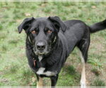 Lilly - Female Australian Shepherd-German Shepherd Dog Mix Dog for Adoption - Small photo