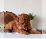 Small #4 Goldendoodle (Miniature)