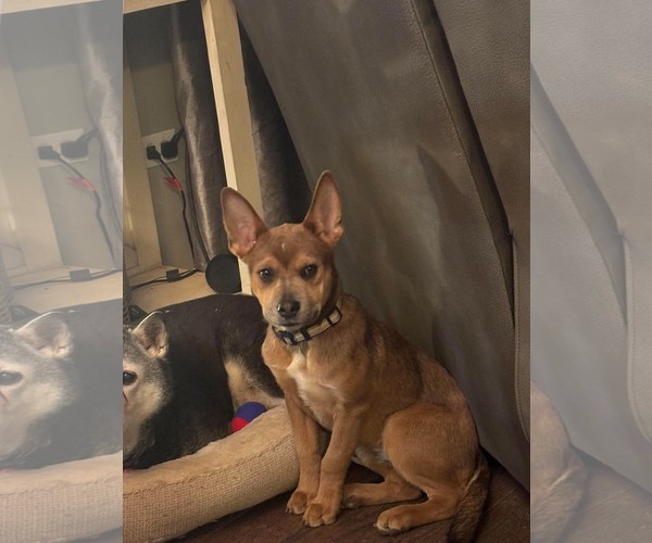 Medium Photo #2 Mutt Puppy For Sale in Hinckley, IL, USA