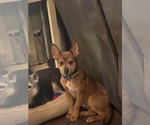 Small Photo #2 Mutt Puppy For Sale in Hinckley, IL, USA