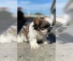 Small #2 Shih Tzu