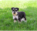 Small #3 Schnauzer (Miniature)