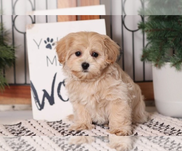 Medium Photo #4 YorkiePoo Puppy For Sale in NAPLES, FL, USA