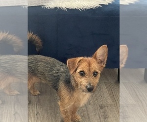 Chihuahua-YorkiePoo Mix Puppy for sale in CHARLOTTE, NC, USA