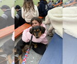 Small #3 Basschshund