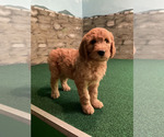 Small #22 Goldendoodle