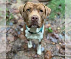 American Pit Bull Terrier-Unknown Mix Dogs for adoption in Rustburg, VA, USA