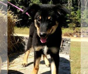 Australian Shepherd Puppy for sale in LINDEN, TN, USA