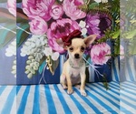 Small #9 Chihuahua