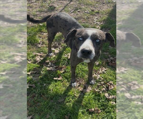 Medium Photo #1 Catahoula Leopard Dog-Unknown Mix Puppy For Sale in Conroe, TX, USA