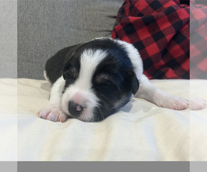 Border-Aussie Puppy for sale in CAMARILLO, CA, USA