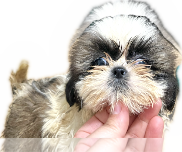 Medium Photo #16 Shih Tzu Puppy For Sale in HAYWARD, CA, USA