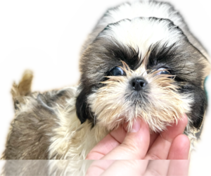 Medium Shih Tzu