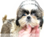 Puppy Puppy 2 Shih Tzu