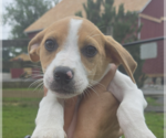 Small #3 Mutt